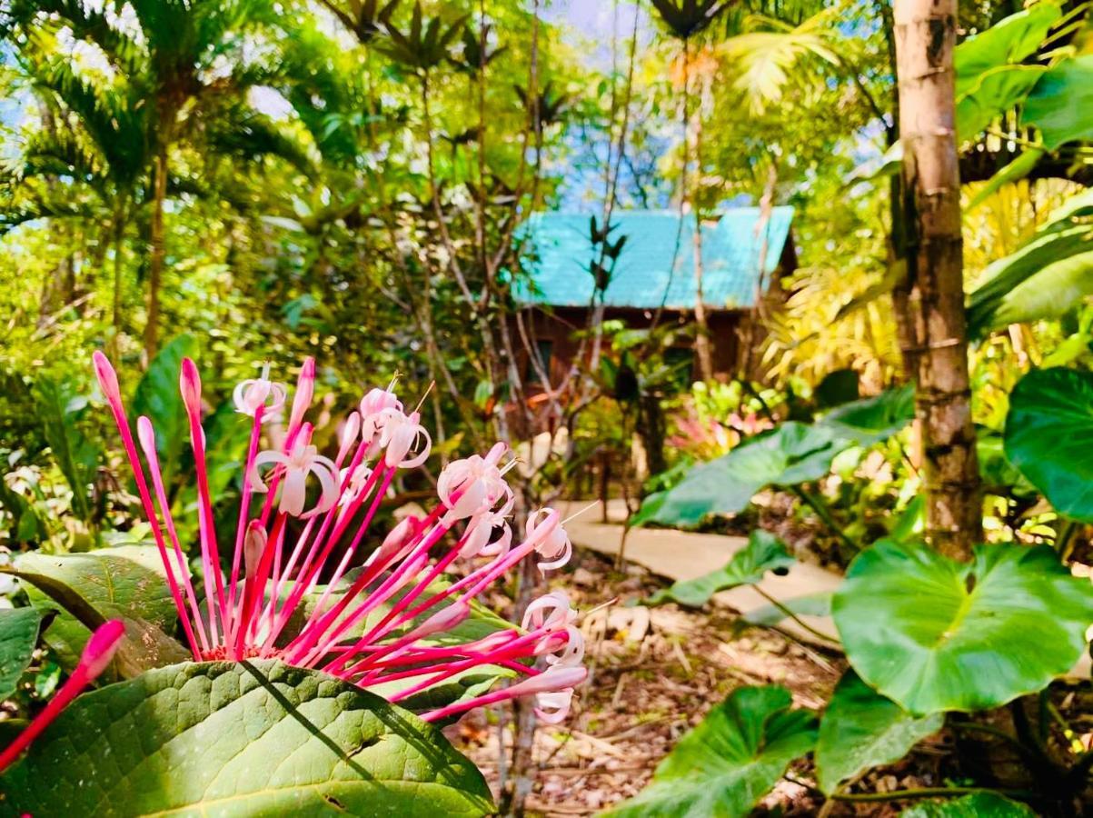 Mariposa Jungle Lodge San Ignacio Exteriér fotografie